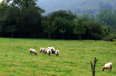 20070828214047-ovejitas.jpg