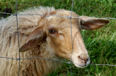 20070831181230-dolly.jpg