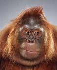 20070927231706-orangutan1.jpg