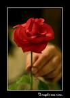 20071124183715-rosa5.jpg