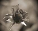 20080402195847-rosa1.jpg